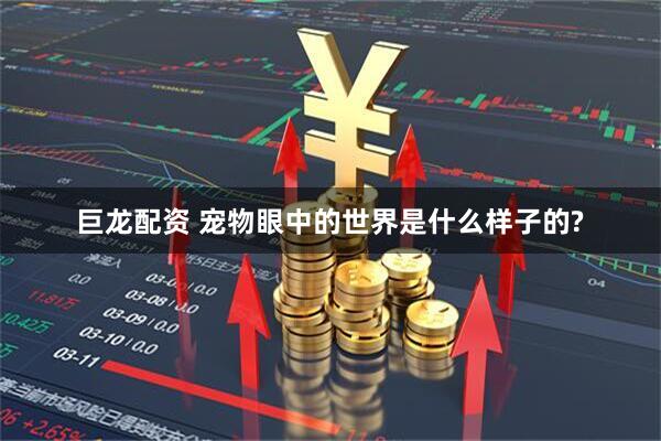 巨龙配资 宠物眼中的世界是什么样子的?